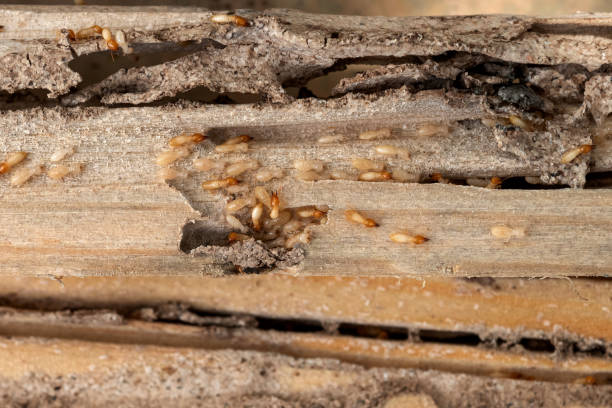 Best Wasp Removal Services  in Mogadore, OH